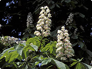 Aesculus hippocastanum - Botanical characteristics