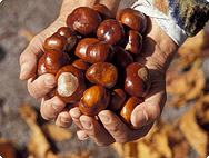 Aesculus hippocastanum - Preparation