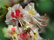 Aesculus hippocastanum - Common Horse Chestnut