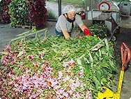 Echinacea purpurea - Preparation