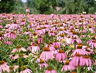 Echinacea purpurea - Habitat