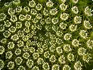 Ammi visnaga (L.) LAM. - Botanical characteristics