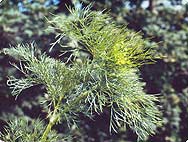 Ammi visnaga (L.) LAM. - Habitat