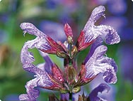 Salvia officinalis - Sage